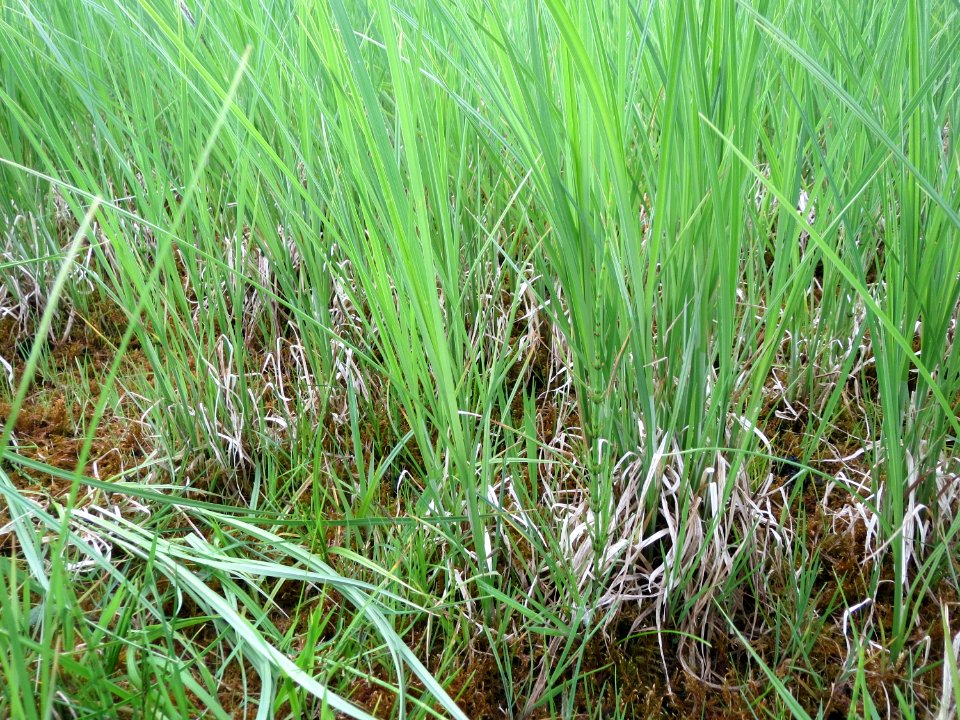 20150428Carex_acuta8