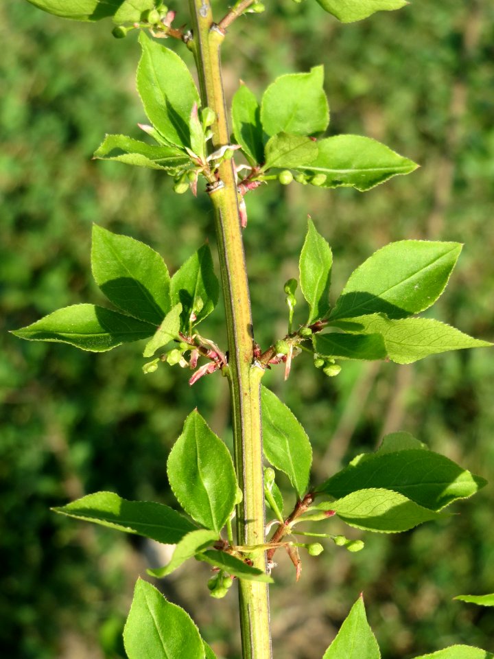 20150423Euonymus_alatus1