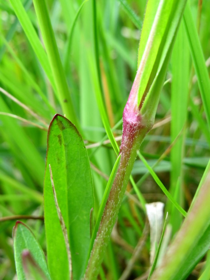 20150428Lychnis_flos-cuculi7
