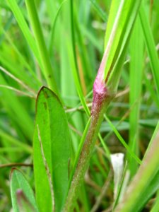 20150428Lychnis_flos-cuculi7