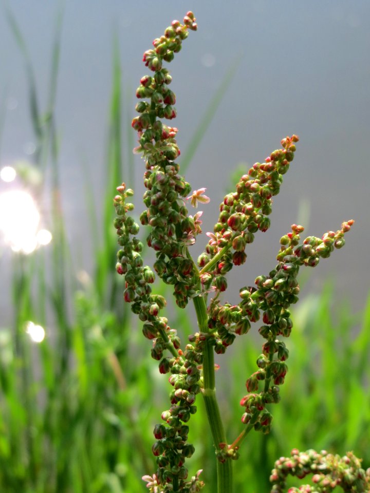 20150423Rumex_acetosa3