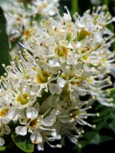 20150424Prunus_laurocerasus2
