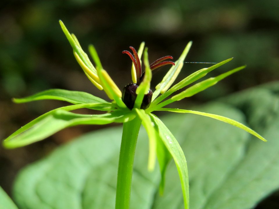 20150421Paris_quadrifolia22