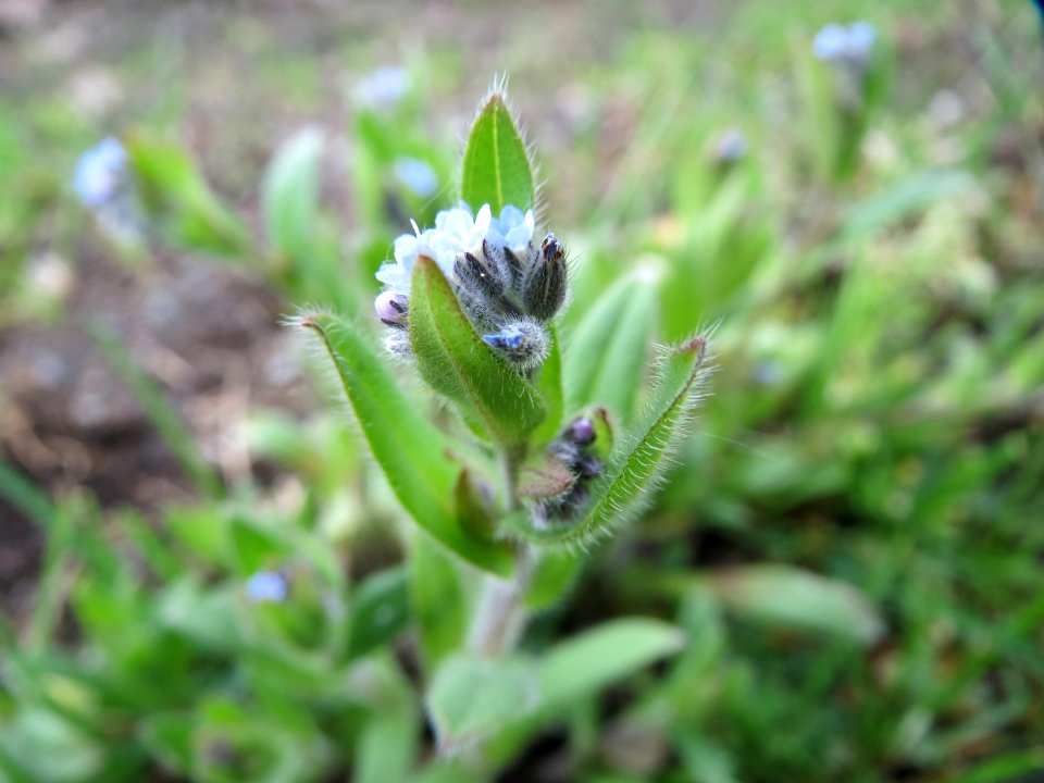 20150428Myosotis_arvensis1