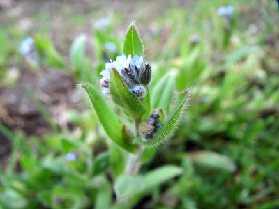 20150428Myosotis_arvensis1