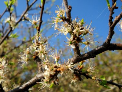20150423Prunus_spinosa4