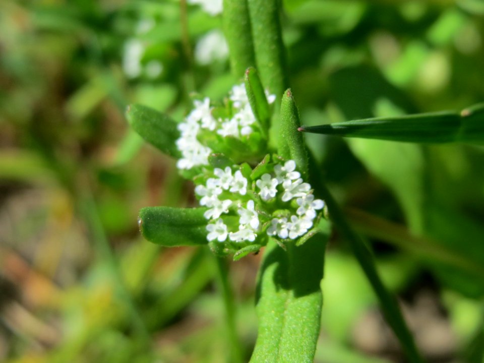 20150421Valerianella_locusta2