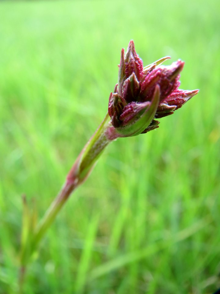 20150428Lychnis_flos-cuculi5