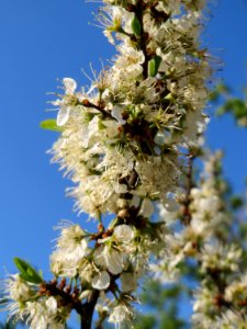 20150423Prunus_spinosa1
