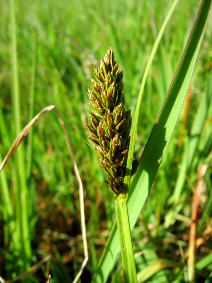 20150422Carex_cuprina06