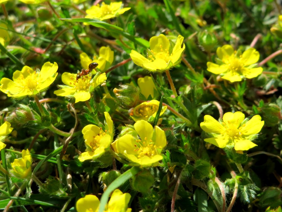 20150424Potentilla_neumanniana1