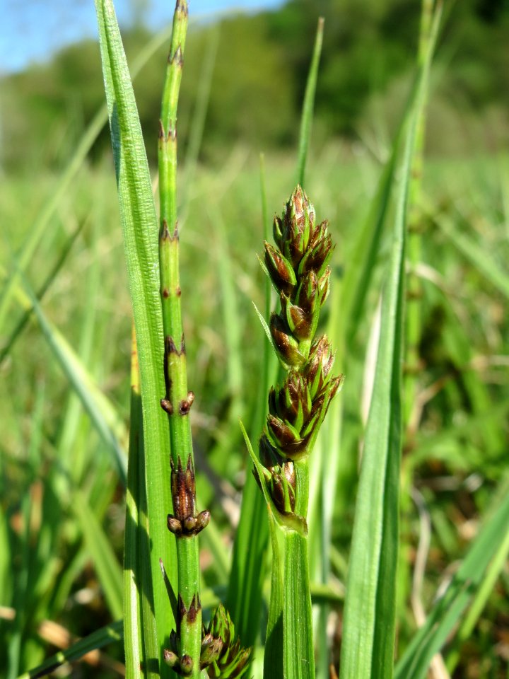 20150422Carex_cuprina03