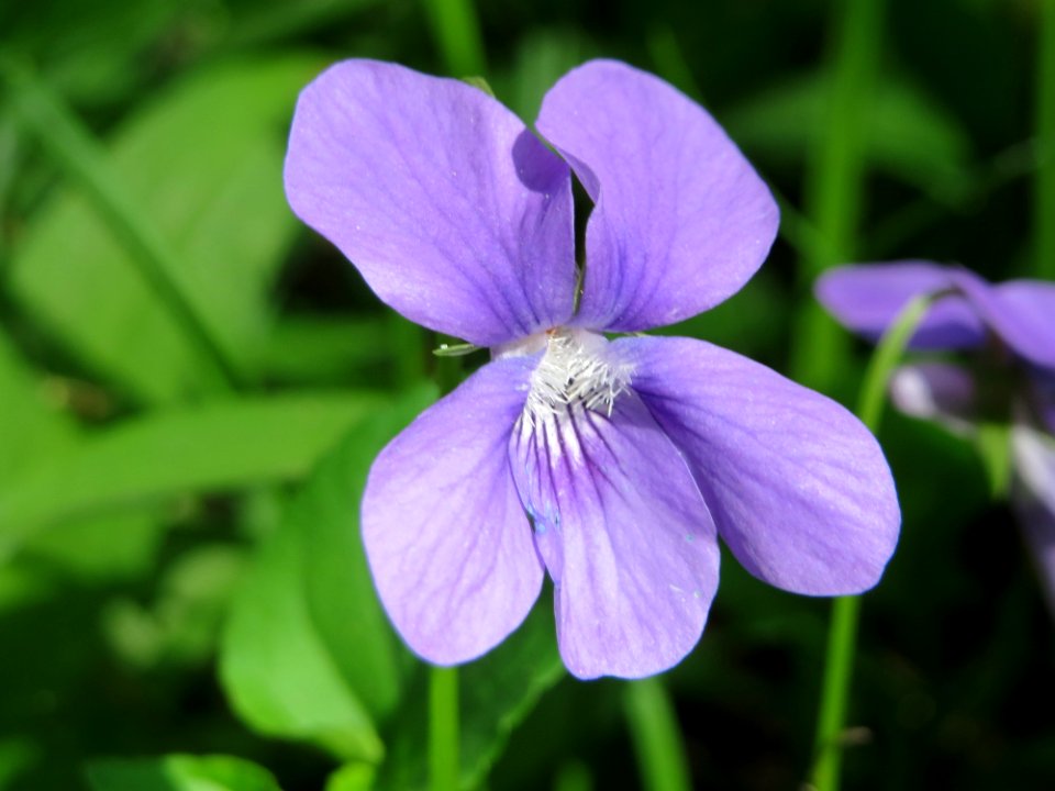 20150421Viola_odorata2