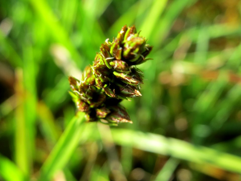 20150422Carex_cuprina07