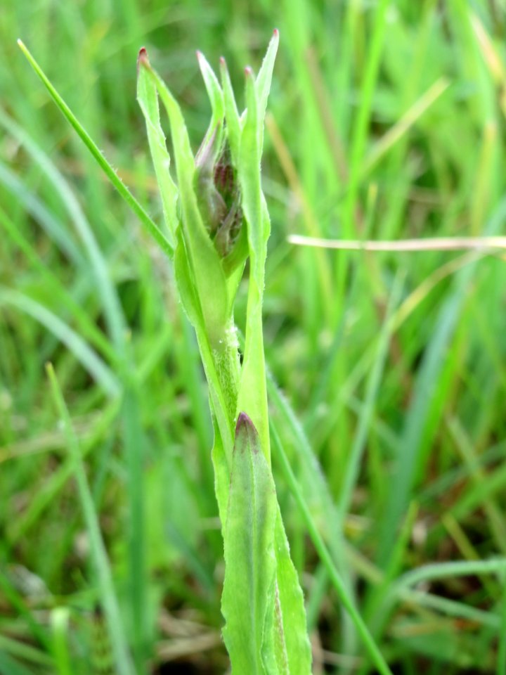 20150428Lychnis_flos-cuculi3
