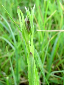 20150428Lychnis_flos-cuculi3