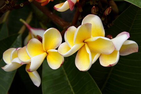 Flower white yellow summer
