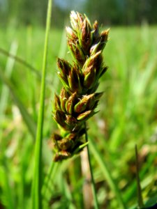20150422Carex_cuprina05