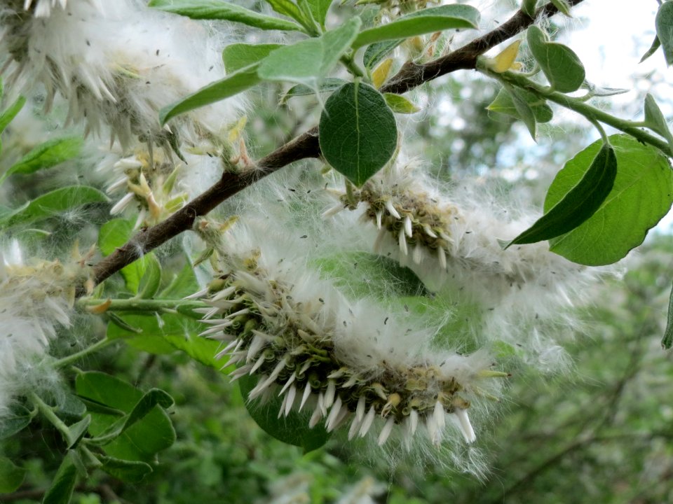 20150428Salix_cinerea08