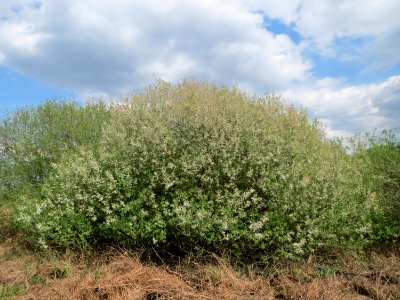 20150428Salix_cinerea01