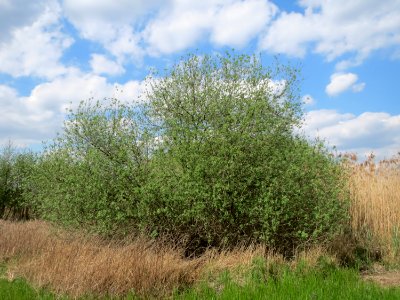 20150428Salix_cinerea02