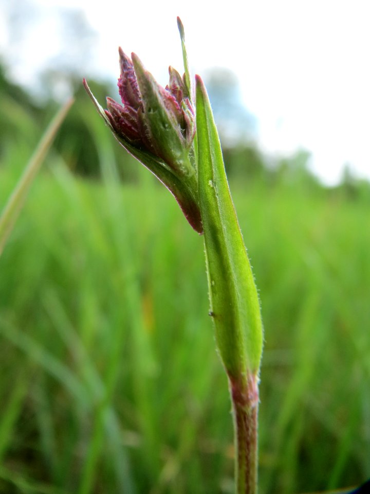 20150428Lychnis_flos-cuculi6
