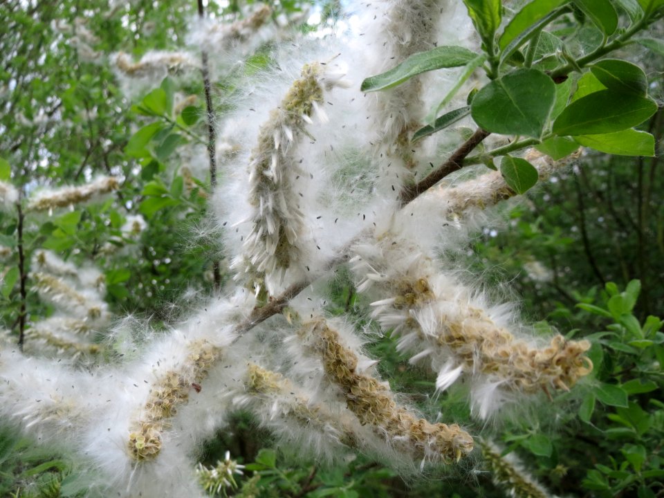 20150428Salix_cinerea07