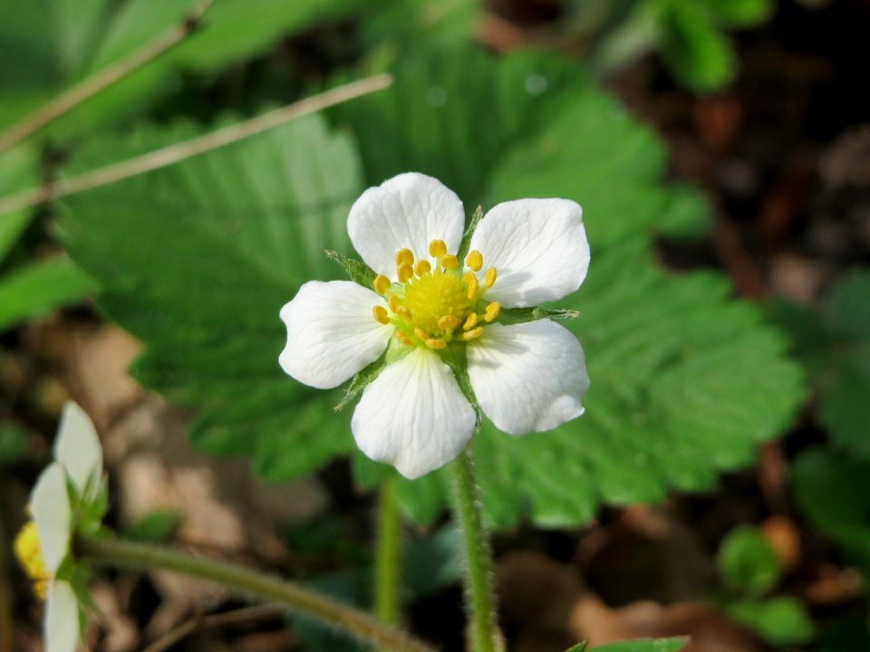 20150426Fragaria_vesca2