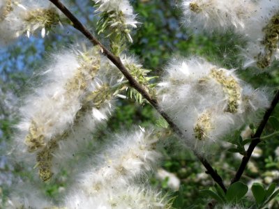 20150428Salix_cinerea06