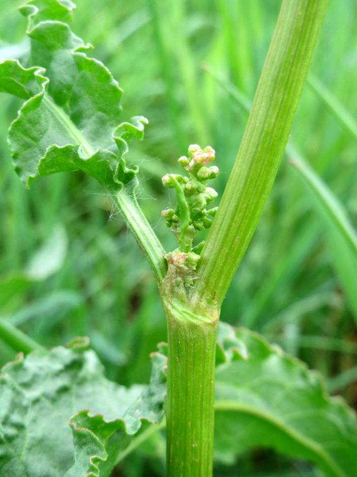 20150428Rumex_crispus2