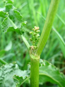 20150428Rumex_crispus2