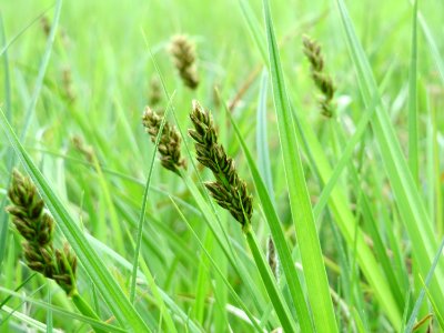20150428Carex_cuprina3