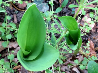 20150426Convallaria_majalis2