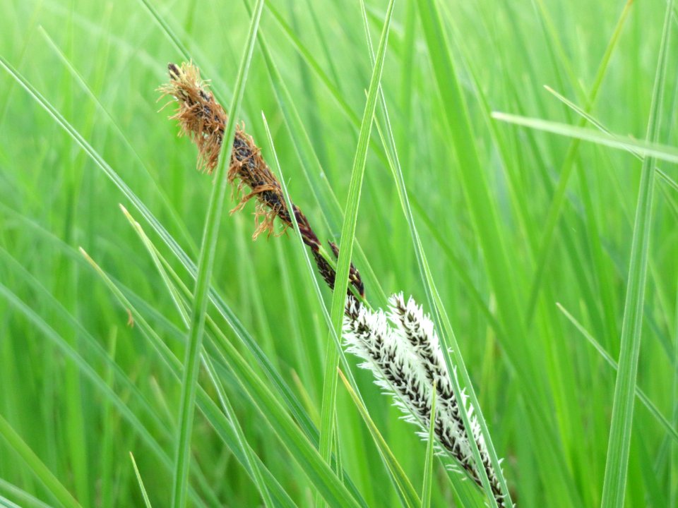 20150428Carex_acuta6