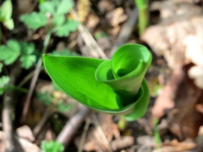 20150426Convallaria_majalis4