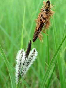 20150428Carex_acuta3 photo