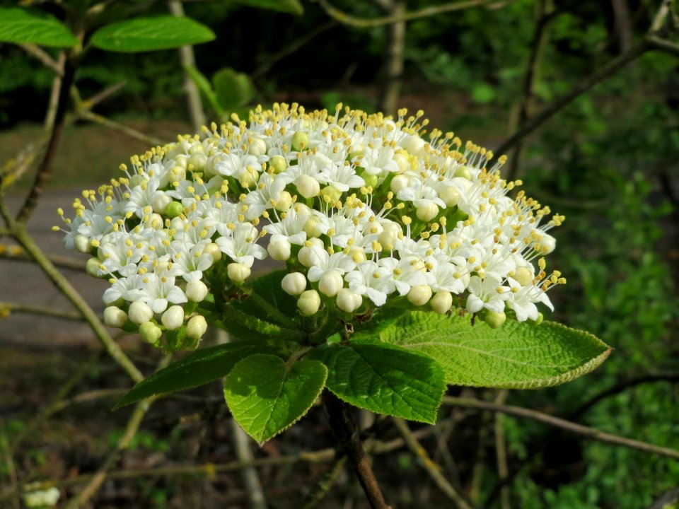 20150429Viburnum_lantana2