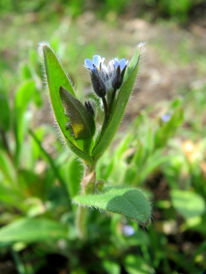 20150428Myosotis_arvensis3