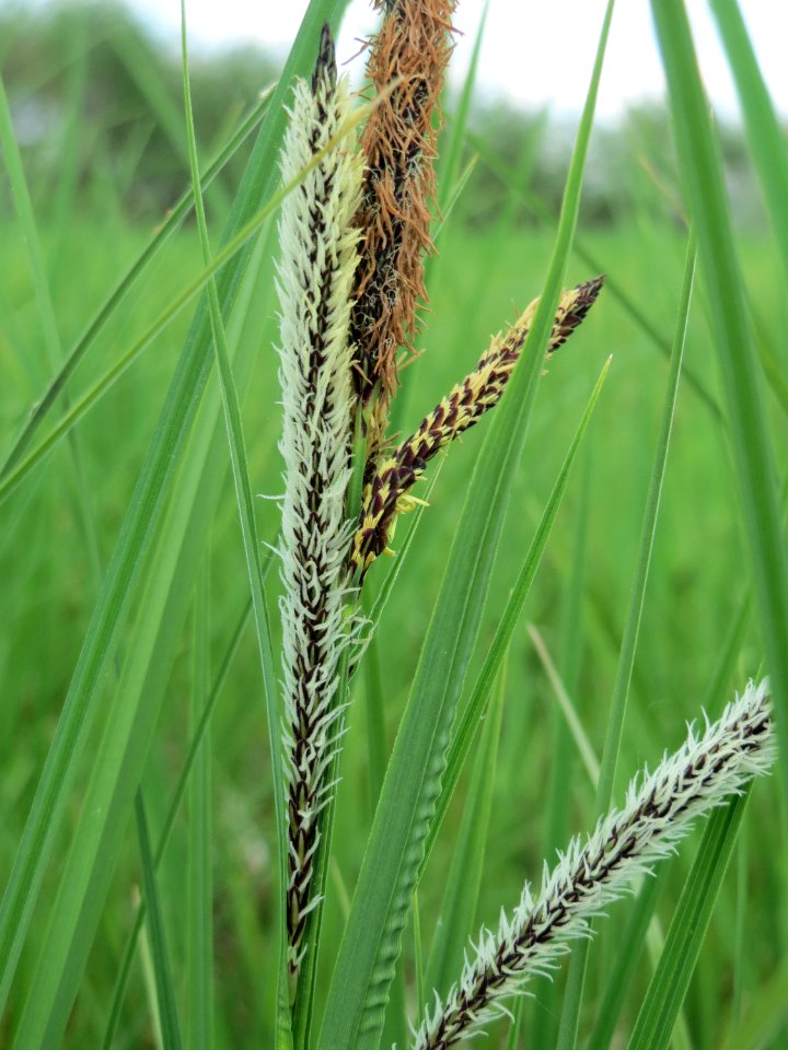 20150428Carex_acuta2