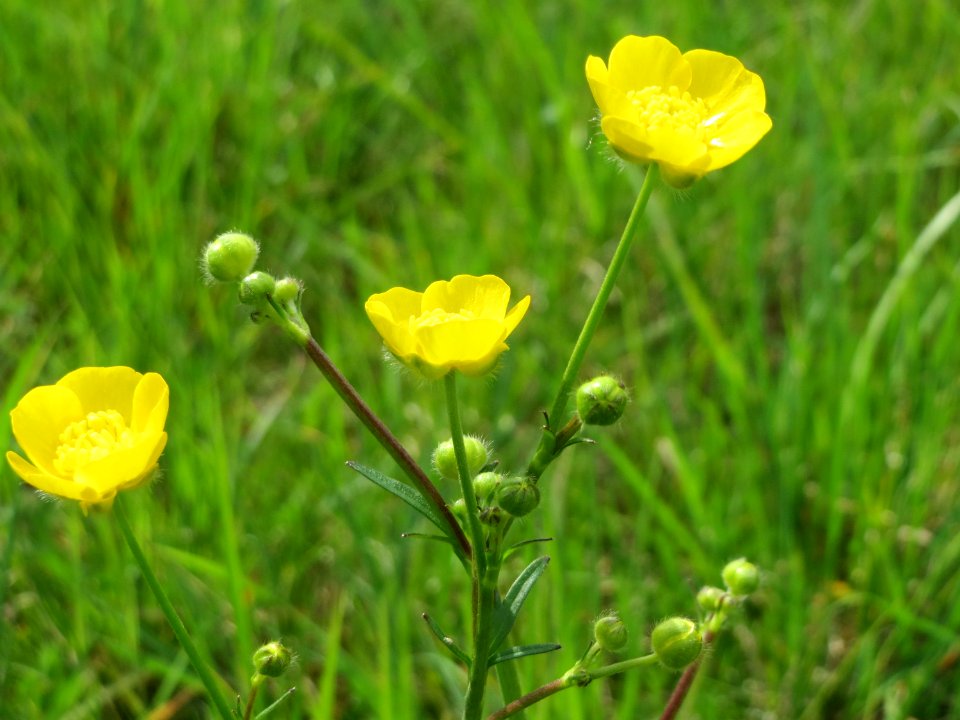 20150428Ranunculus_acris