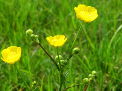 20150428Ranunculus_acris