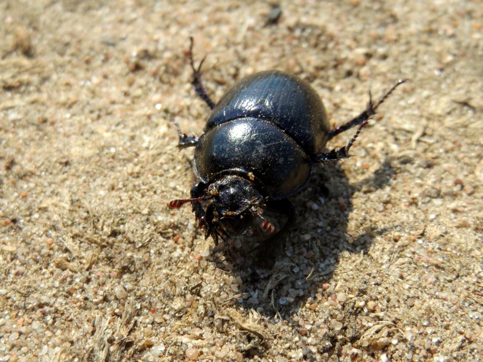 20150802Anoplotrupes_stercorosus