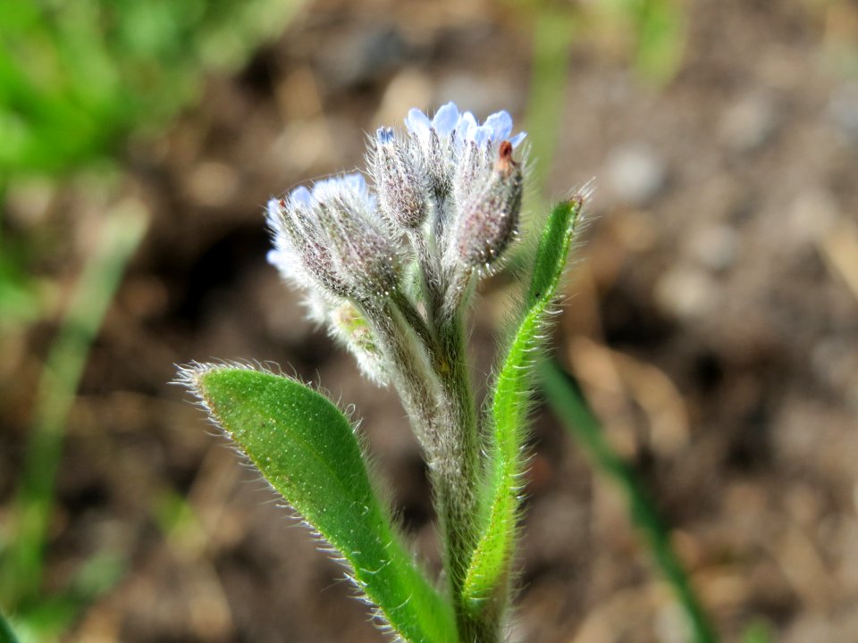 20150428Myosotis_arvensis5