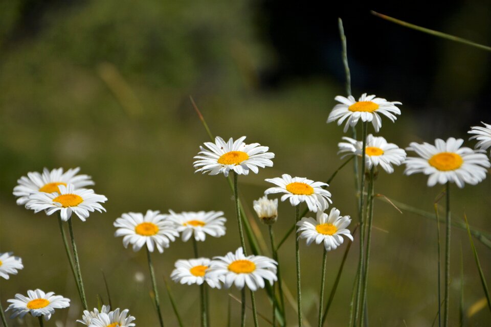 Flowers spring spring flowers
