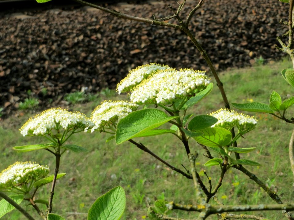 20150429Viburnum_lantana1