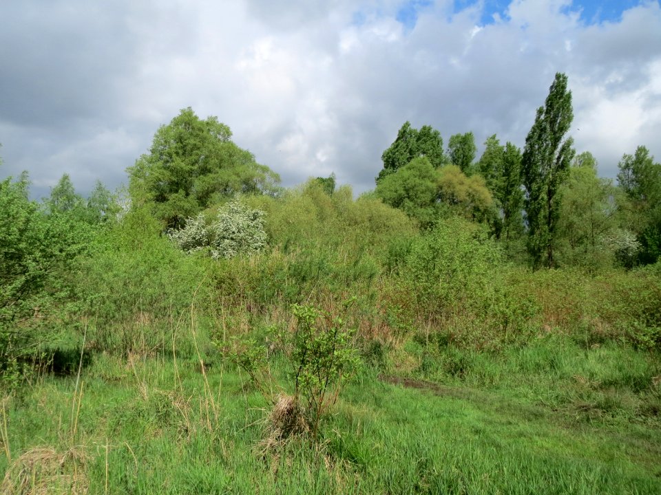 20150507St_Arnualer_Wiesen