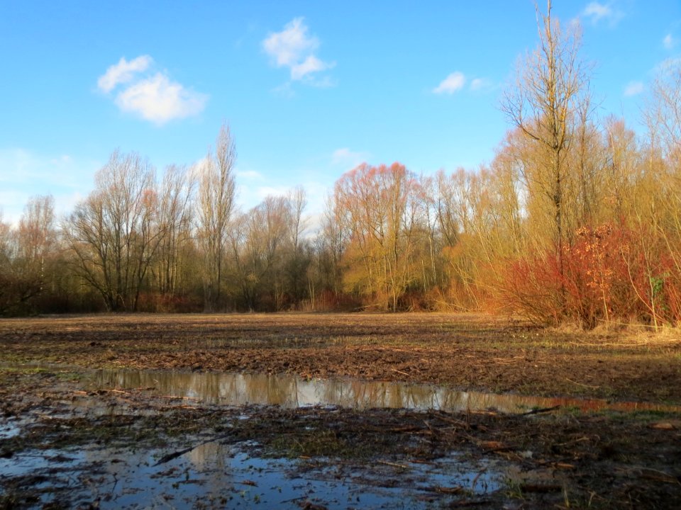 20160129St_Arnualer_Wiesen08