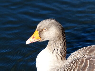 Water bird feather waterfowl photo