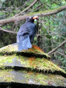 20150505Turdus_merula photo