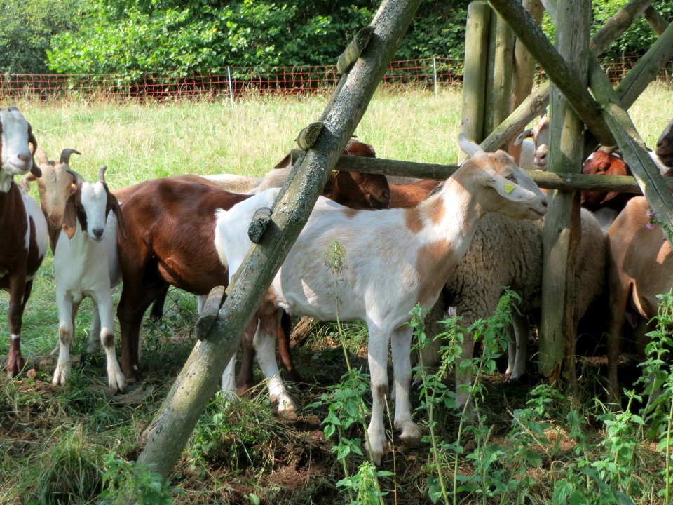 20150811Schalkenmehren3